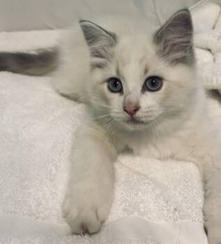 Kitten 2 -  Ragdoll Cat Available for Sale in Hardeeville, South Carolina - Kitten 2 | PetCurious