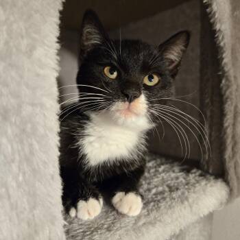 Rescue Tuxedo and Domestic Short Hair Cats for Adoption in UNIVERSITY PA, Maryland - Poblano | PetCurious