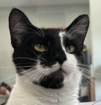 Boots -  Domestic Short Hair Cat for Adoption in Sault Ste. Marie, Michigan - Boots | PetCurious