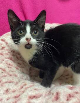 Dipper -  Domestic Short Hair Cat Available for Adoption in Jackson, Michigan - Dipper | PetCurious
