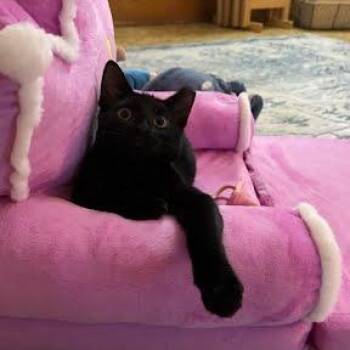 Chai -  Domestic Short Hair Cat for Adoption in Little Mountain, South Carolina - Chai | PetCurious