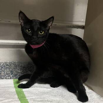 Demi -  Domestic Short Hair Cat for Adoption in Fairport, New York - Demi | PetCurious