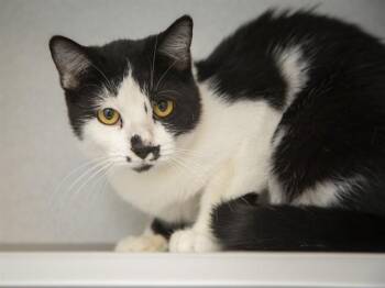 Domestic Short Hair Cats Available for Adoption in Phoenix, Arizona - INKY | PetCurious