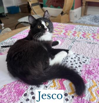 Jesco -  Domestic Long Hair Cat for Adoption in Berkeley Springs, West Virginia - Jesco | PetCurious