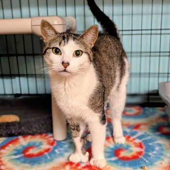 Priscilla -  Domestic Short Hair Cat for Adoption - Priscilla | PetCurious