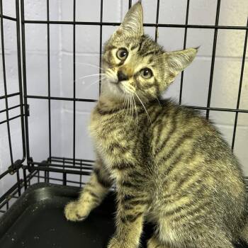 shelley -  Domestic Short Hair Cat for Adoption in Enterprise, Alabama - Shelley | PetCurious