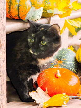 Rescue Tortoiseshell Cats for Adoption in Chandler, Arizona - Chocolate | PetCurious