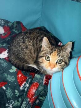 Domestic Medium Hair Cats Available for Adoption - Eleanor | PetCurious