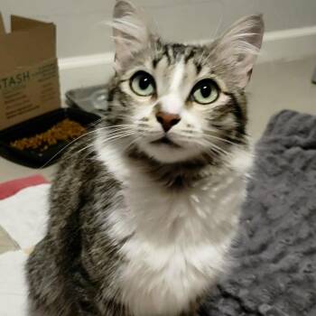 Domestic Medium Hair Cats Available for Adoption in Tucson, Arizona - Lyra 3 | PetCurious