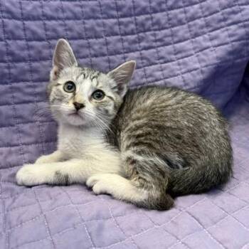 Belly -  Domestic Short Hair Cat Available for Adoption in Janesville, Wisconsin - Belly | PetCurious
