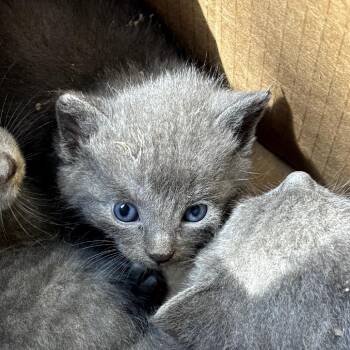 Saturn -  Domestic Short Hair Cat for Adoption in Garfield, Arkansas - Saturn | PetCurious