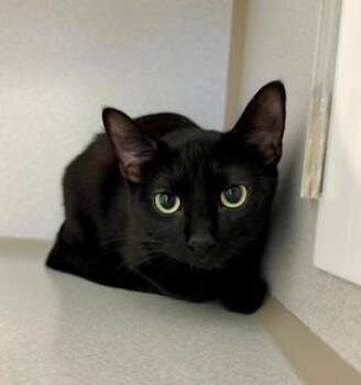 Ruby -  Domestic Short Hair Cat for Adoption in Winter Haven, Florida - Ruby | PetCurious
