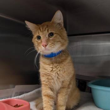 Tater -  Domestic Medium Hair Cat for Adoption in Ardmore, Oklahoma - Tater | PetCurious