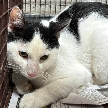 Scrat -  Domestic Short Hair Cat for Adoption in Yuma, Arizona - Scrat | PetCurious