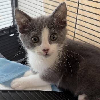 Domestic Short Hair Cats Available for Adoption - Donut | PetCurious