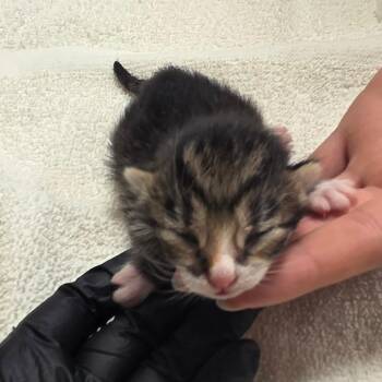 Lemonade -  Domestic Short Hair Cat for Adoption in Bristol, Indiana - Lemonade | PetCurious