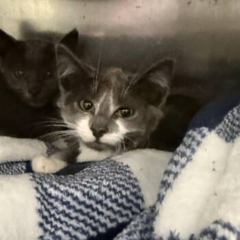 Kira (bonded w/ Odo) -  Domestic Short Hair Cat for Adoption in Oakland, California - Kira (bonded W/ Odo) | PetCurious