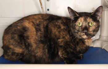 Kelly PSA -  Tortoiseshell Cat for Adoption in Oakland Park, Florida - Kelly PSA | PetCurious