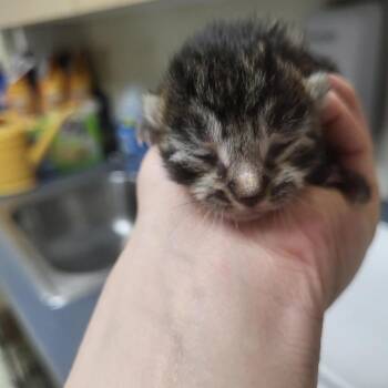 Domestic Short Hair Cats Available for Adoption - Rum Cake | PetCurious