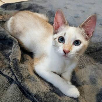 Briciola -  Siamese and Tabby Cat for Adoption in Apex, North Carolina - Briciola | PetCurious