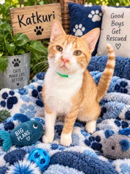 Katcuri -  Tabby Cat for Adoption in Tavares, Florida - Katcuri | PetCurious