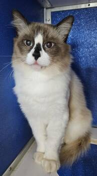 Rescue Ragdoll Cats for Adoption in Gainesville, Texas - Fabio | PetCurious