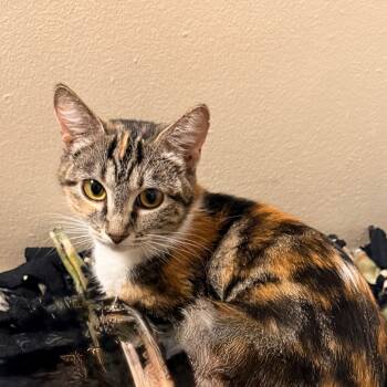 Rescue Domestic Short Hair Cats for Adoption in Tupelo, Mississippi - Patches | PetCurious