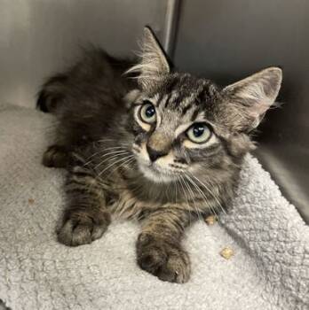 Rescue Domestic Short Hair Cats for Adoption in Bryan, Texas - Tyler | PetCurious