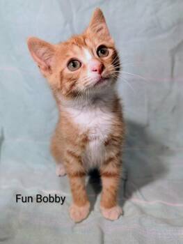 Fun Bobby -  Domestic Short Hair Cat for Adoption in Emerald Isle, North Carolina - Fun Bobby | PetCurious