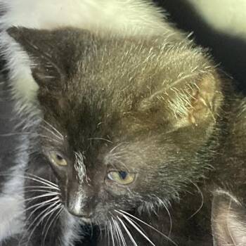 Pearl -  Domestic Short Hair Cat for Adoption in Leander, Texas - Pearl | PetCurious