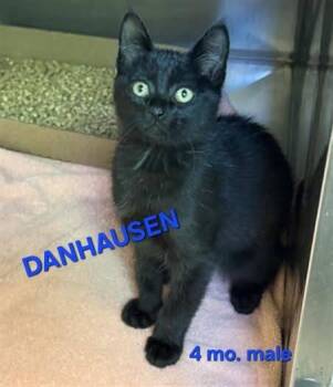 DANHAUSEN -  Domestic Short Hair Cat for Adoption in Holbrook, New York - DANHAUSEN | PetCurious