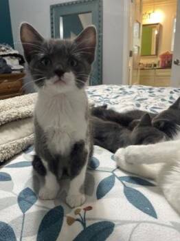 Domestic Short Hair Cats Available for Adoption in Fort Worth, Texas - Charlie | PetCurious