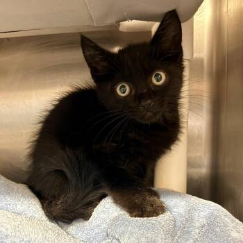Nascar -  Domestic Short Hair Cat for Adoption in Palm Springs, California - Nascar | PetCurious