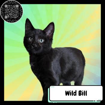 Wild Bill Hikock -  Domestic Short Hair Cat for Adoption in Suisun City, California - Wild Bill Hikock | PetCurious