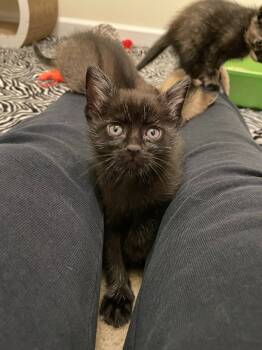 Rescue Domestic Short Hair Cats for Adoption in Pomona, New York - Sage | PetCurious