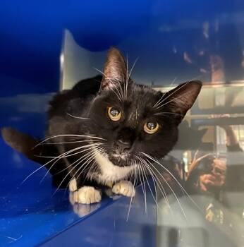 Rescue Domestic Short Hair Cats for Adoption in Westminster, Maryland - LOKI | PetCurious