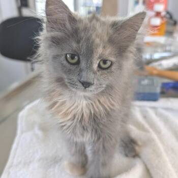 Bo Peep -  Domestic Medium Hair Cat for Adoption in Chapel Hill, North Carolina - Bo Peep | PetCurious