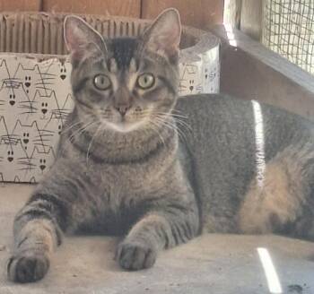 Henny -  Domestic Short Hair Cat for Adoption in Chappell, Nebraska - Henny | PetCurious