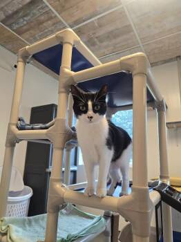 Truffle -  Domestic Short Hair Cat for Adoption in Barron, Wisconsin - Truffle | PetCurious