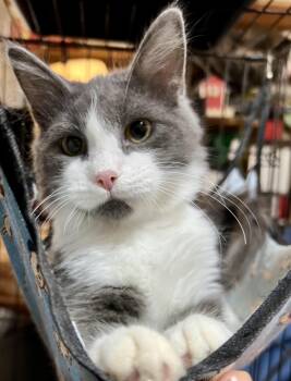 Rescue Domestic Medium Hair Cats for Adoption in Newborn, Georgia - Bunny | PetCurious