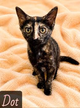 Dot -  Domestic Short Hair Cat for Adoption in Englewood, Florida - Dot | PetCurious