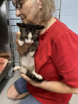Birch - At shelter -  Domestic Short Hair Cat for Adoption in Rustburg, Virginia - Birch - At Shelter | PetCurious