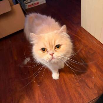 Cashmere -  Persian Cat for Adoption in Hemet, California - Cashmere | PetCurious