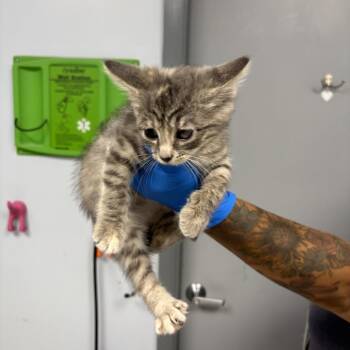 Juniper Breeze -  Domestic Short Hair Cat for Adoption in Indianapolis, Indiana - Juniper Breeze | PetCurious