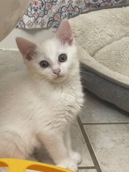 Rescue Domestic Short Hair Cats for Adoption in Salisbury, North Carolina - Mary | PetCurious