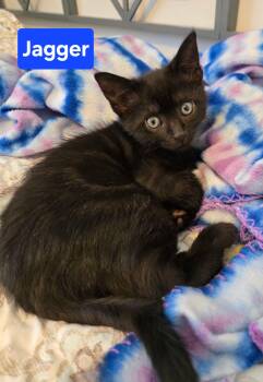 Domestic Short Hair Cats Available for Adoption in Brighton, Michigan - Jagger (polydactyl) | PetCurious