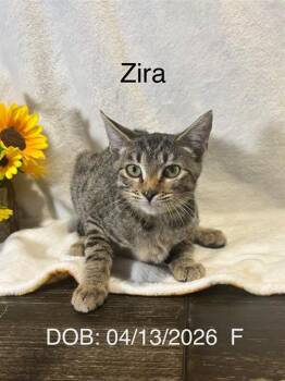 ZIRA -  Domestic Short Hair Cat for Adoption in Conroe, Texas - ZIRA | PetCurious
