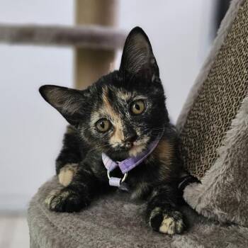 Pantera -  Domestic Short Hair Cat for Adoption in Guaynabo, Guaynabo - Pantera | PetCurious