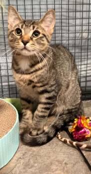 JAMAICA -  Domestic Short Hair Cat for Adoption in Dallas, Pennsylvania - JAMAICA | PetCurious