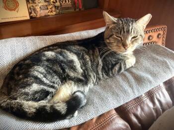 Domestic Short Hair Cats Available for Adoption - King Kahuna | PetCurious